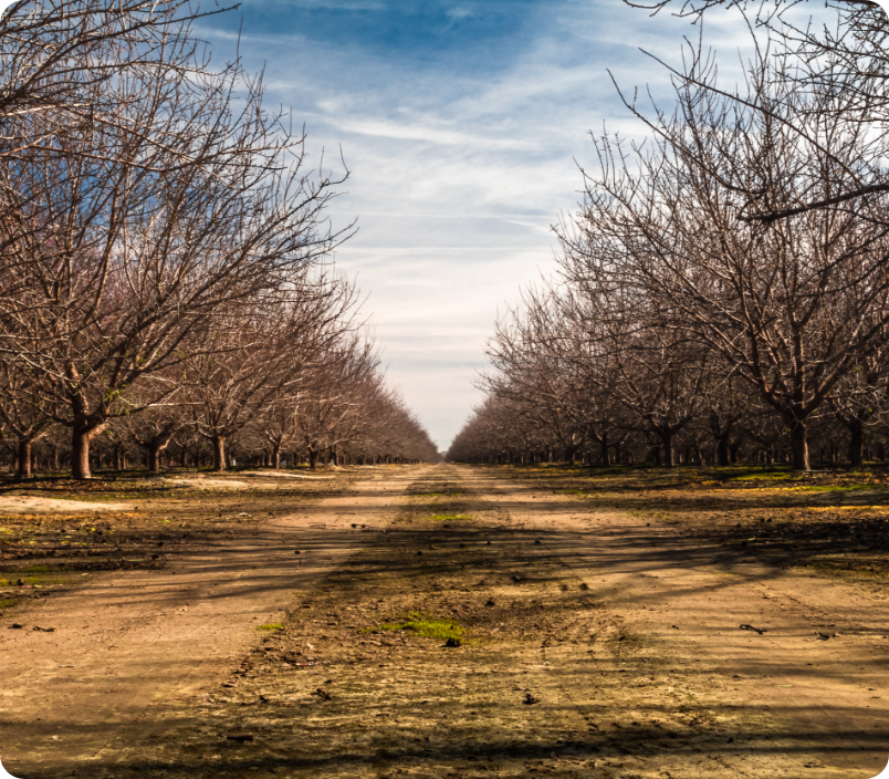 Looking down the row of an orchard in the winter